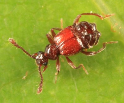 Ant-loving Beetles - Pselaphinae