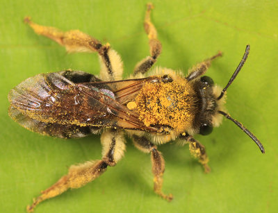 Andrena dunningi