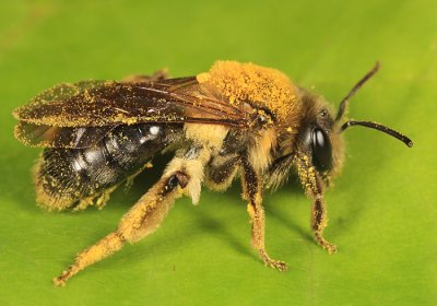 Andrena dunningi