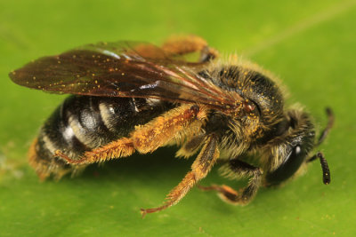 Andrena hippotes