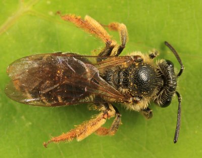 Andrena hippotes