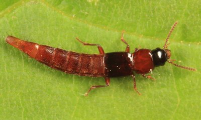 Rove Beetles - Staphylinidae