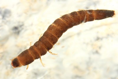 Stenelmis sp. (larva)