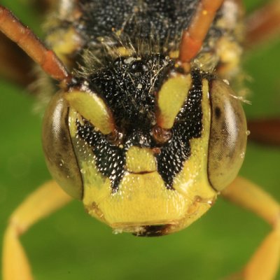 Nomada luteoloides