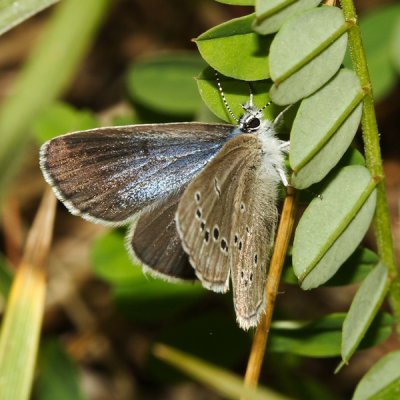 Silvery Blue - Glaucopsyche lygdamus (female)
