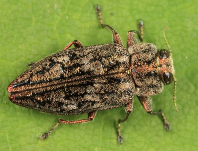 Chrysobothris scabripennis