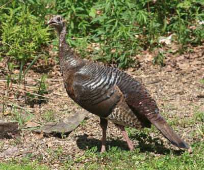 Wild Turkey - Meleagris gallopavo