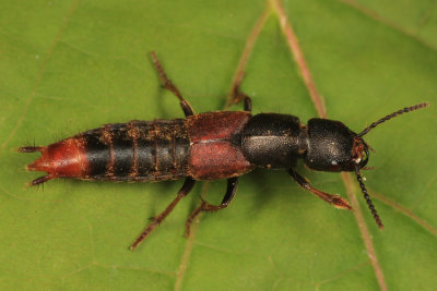 Platydracus cinnamopterus