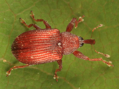 Pseudanthonomus validus