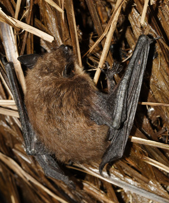 Big Brown Bat - Eptesicus fuscus