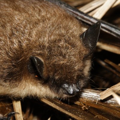 Big Brown Bat - Eptesicus fuscus