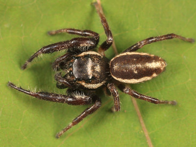Jumping Spiders - Genus Eris