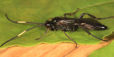 Cratichneumon viator acerbus