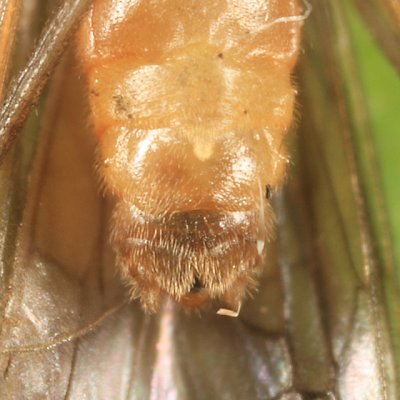 Ostrocerca albidipennis
