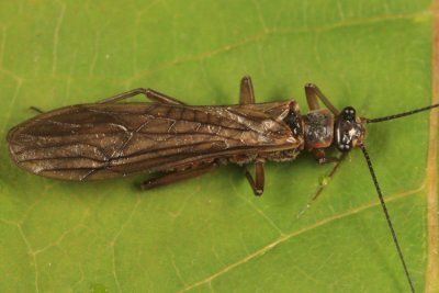 Soyedina vallicularia