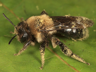 Andrena regularis