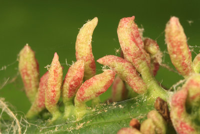 Eriophyes cerasicrumena (galls)