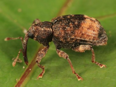 Conotrachelus elegans