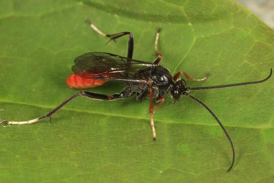 Ichneumon Wasps - Cryptinae