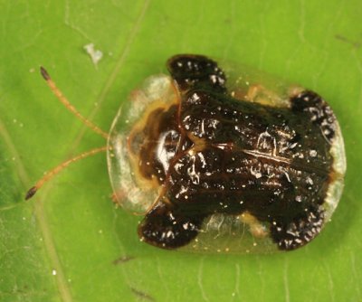 Clavate Tortoise Beetle - Plagiometriona clavata