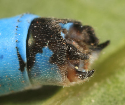 Enallagma vernale (male)