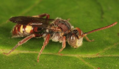 Cresson's Nomad Bee - Nomada cressonii