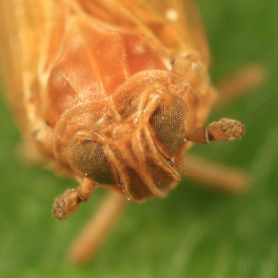 Javesella pellucida (female)