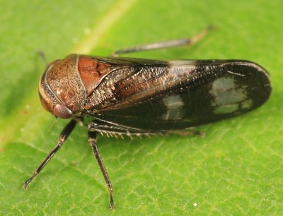 Leafhoppers genus Oncopsis