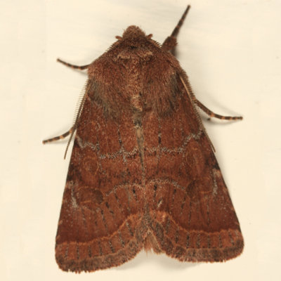 10563  Ruddy Quaker Moth  Protorthodes oviduca