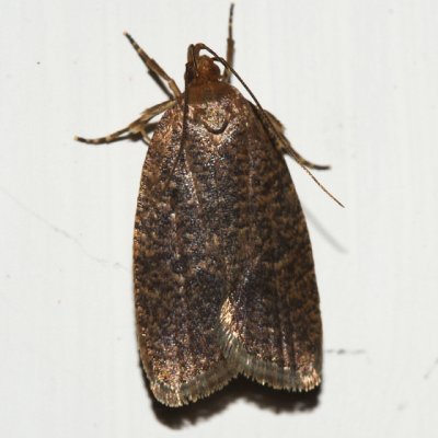 0957 - Dotted Leaftier Moth - Psilocorsis reflexella