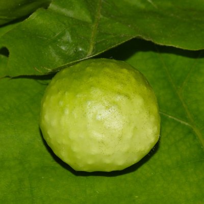 Amphibolips quercusspongifica (gall)