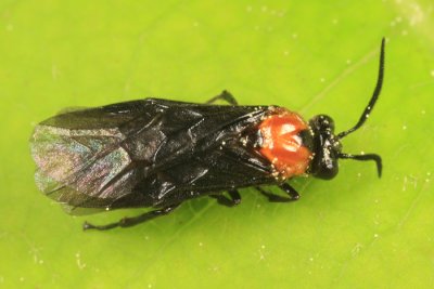 Hibiscus Sawfly - Atomacera decepta