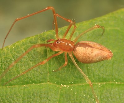 Neospintharus trigonum