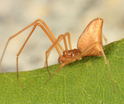 Neospintharus trigonum