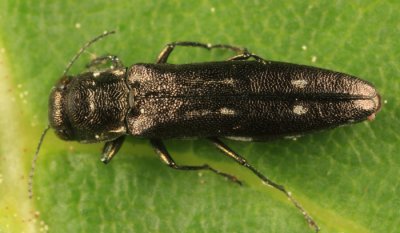 Agrilus obsoletoguttatus