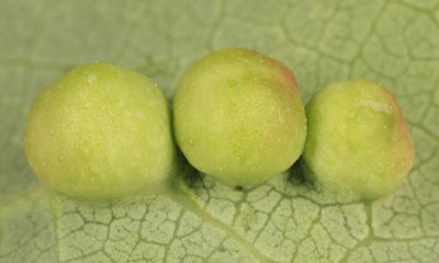 Harmandia sp. (galls)