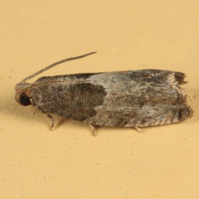 3228 - Gypsonoma salicicolana