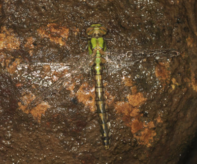 Rusty Snaketail - Ophiogomphus rupinsulensis