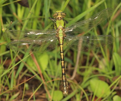 Rusty Snaketail - Ophiogomphus rupinsulensis