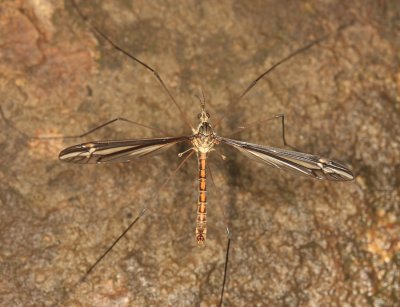 Tipula noveboracensis