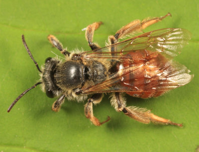 Andrena erythrogaster