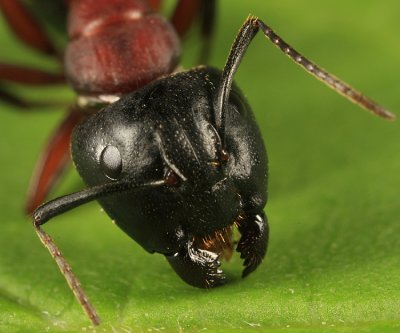 Camponotus novaeboracensis (New York Carpenter Ant)