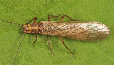 Isoperla transmarina (female)