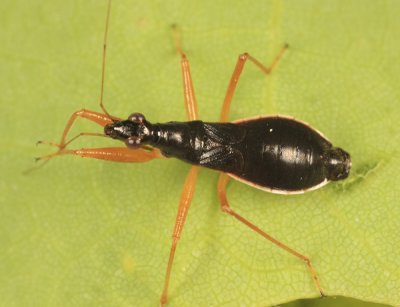 Nabis subcoleoptrata