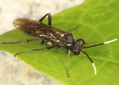 Macrophya trisyllaba