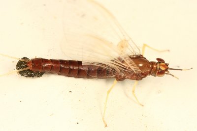 Isonychia bicolor (female)