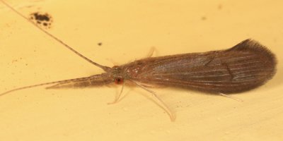 Oecetis inconspicua