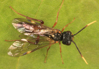 Taxonus terminalis (male)