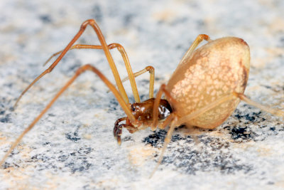 Neospintharus trigonum (female)