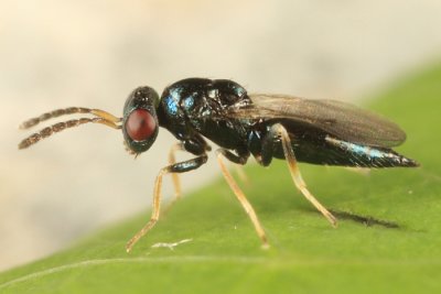 Chalcid Wasps - Eulophidae